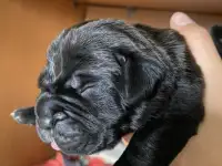 Щенки Кане Корсо