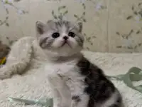 Котята Шотландские вислоухие, фотография 2