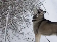 Хаски в дар, фотография 5