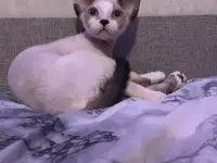 Котенок Девон Рекс, фотография 4