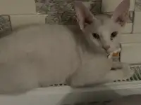 Котенок сфинкса браш арлекин 5 месяцев
