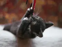 Милейший котеночек Масик мечтает найти семью!, фотография 4