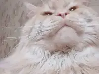 Мейн-кун, фотография 5