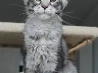 Котёнок мейн кун!, фотография 5