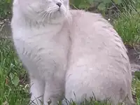 Шотландские котята, фотография 8