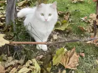 Котята турецкой ангоры, фотография 5