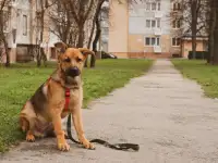 Щенок Джэфри ищет теплый уютный дом!, фотография 3