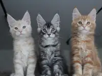 Мальчики мейн-куны.