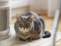 Серая полосатая кошка Эльза в дар!, фотография 8