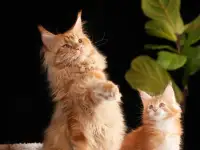 мальчик породы Мейн-кун, фотография 3