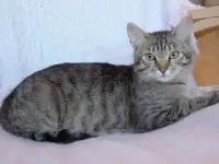 Полосатый котенок Лёлик спасен с улицы и ищет дом и любящую семью!, фотография 3