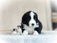 бордер колли щенки, фотография 5