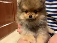 Померанский шпиц  приданое