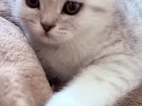 Шотландский вислоухий котенок
