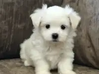 Мальчик мальтезе