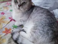 Манчкин кот, фотография 2