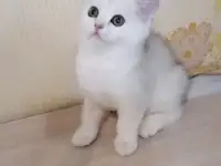 Британская кошечка, фотография 3