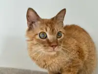 Красавчик Фокс ищет дом!, фотография 6