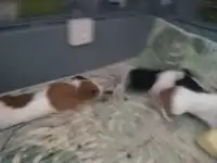Морские свинки