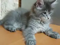 Кошечки мейн-кун, фотография 2