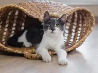 Честер - котёнок подросток в дар, фотография 2