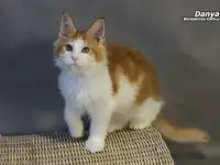 Мейн-кун  мальчик, фотография 9