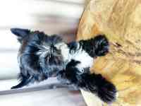 Продаю щенка цветного Йорка черного мальчика, фотография 1
