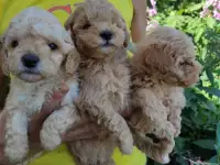 Той Пудель мальчики и девочки, фотография 4