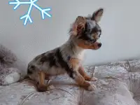 Чихуахуа мини мальчик.Эксклюзив., фотография 6