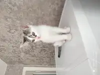продаются котята, фотография 2