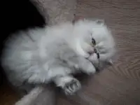 Продажа персидских котят, фотография 3