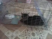 Котоловка напрокат, фотография 3