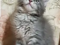 Кошечки мейн-кун, фотография 7