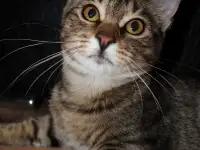 Домашний котенок 4 мес. Друг во всём. Залазит на плечи и целуется, фотография 11