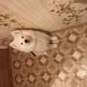 Продам щенка самоеда, фотография 2