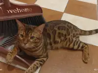 Заголовок