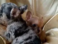 щенки французского бульдога, фотография 2