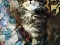 Продаются котята, фотография 10