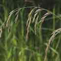 Овсяница тростниковая (Festuca arundinacea), фотография 2