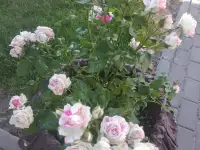 саженцы роз, фотография 5