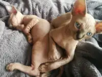 Котята девочки Канадский сфинкс, фотография 10
