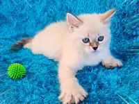 невские маскарадные котята-резерв, фотография 8