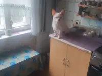 Чихуахуа на вязку, фотография 1