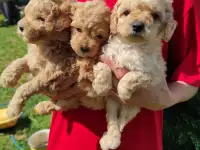 Той Пудель щенки мальчики и девочки, фотография 4