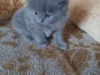 британские котята, фотография 6