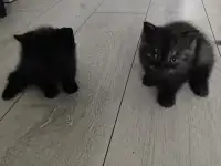 Котята британцы, фотография 3