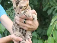 Бенгальский Ангелочек, фотография 3