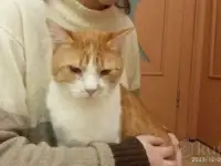 Чудесный рыжий котик Бонечка ищет дом и семью!, фотография 6