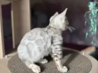 Бенгальский мальчик СЕРЕБРО, фотография 5