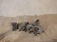 Котята Британские, фотография 2